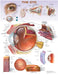 The Eye Anatomical Chart by Anatomical Chart Company (COR)