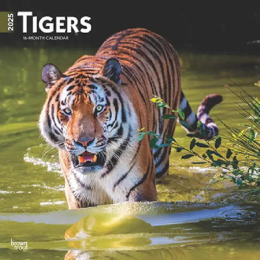 Tigers 2025 12 X 24 Inch Monthly Square Wall Calendar Plastic-Free Browntrout Wildlife Zoo Animals by Browntrout