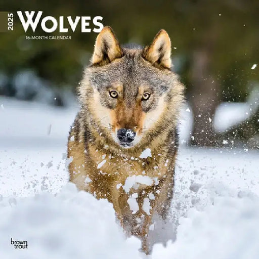 Wolves 2025 12 X 24 Inch Monthly Square Wall Calendar Plastic-Free by Browntrout