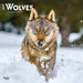 Wolves 2025 12 X 24 Inch Monthly Square Wall Calendar Plastic-Free by Browntrout