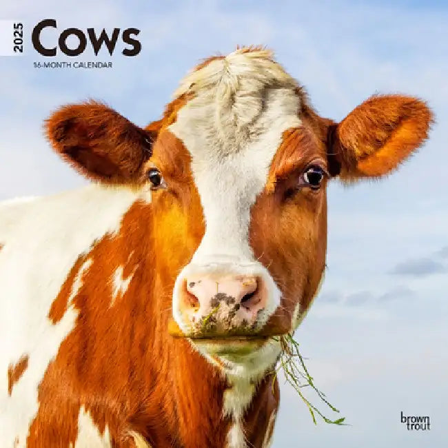 Cows 2025 12 X 24 Inch Monthly Square Wall Calendar Plastic-Free by Browntrout