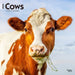 Cows 2025 12 X 24 Inch Monthly Square Wall Calendar Plastic-Free by Browntrout