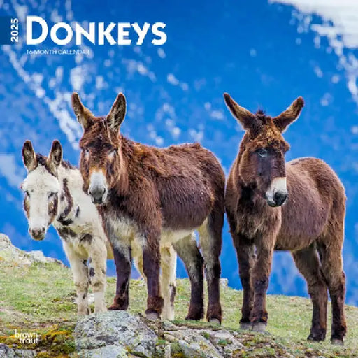 Donkeys 2025 12 X 24 Inch Monthly Square Wall Calendar Plastic-Free by Browntrout