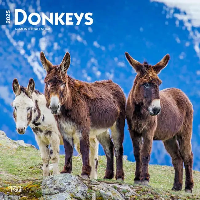 Donkeys 2025 12 X 24 Inch Monthly Square Wall Calendar Plastic-Free by Browntrout
