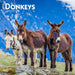 Donkeys 2025 12 X 24 Inch Monthly Square Wall Calendar Plastic-Free by Browntrout