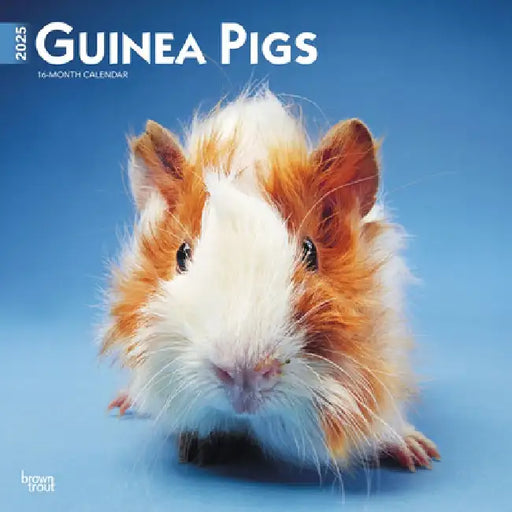 Guinea Pigs 2025 12 X 24 Inch Monthly Square Wall Calendar Plastic-Free by Browntrout