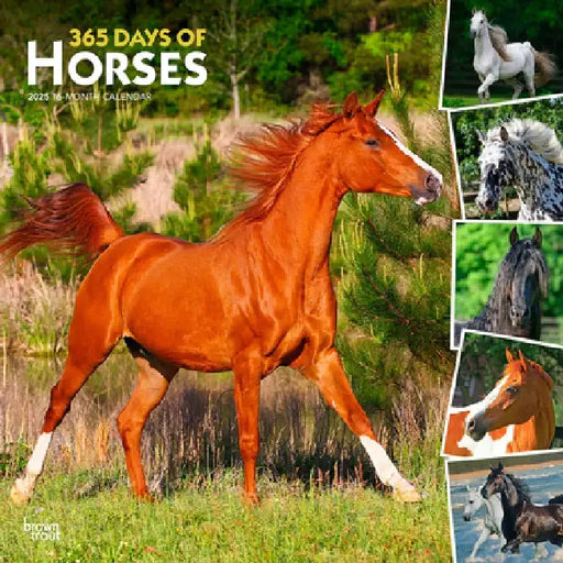 365 Days of Horses 2025 12 X 24 Inch Monthly Square Wall Calendar Plastic-Free by Browntrout