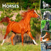 365 Days of Horses 2025 12 X 24 Inch Monthly Square Wall Calendar Plastic-Free by Browntrout