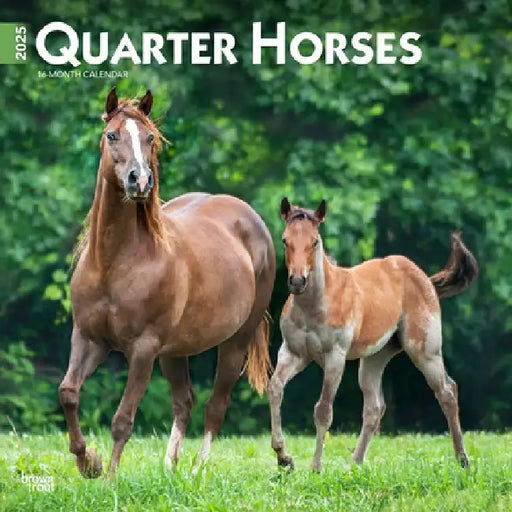 Quarter Horses 2025 12 X 24 Inch Monthly Square Wall Calendar Plastic-Free by Browntrout