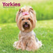 Yorkshire Terriers 2025 Square Wrap