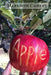 Apple: The Complete Guide to Organic Success in Your Backyard by Meredith Cherry