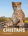 Cheetahs by Jaclyn Jaycox