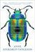 Extraordinary Insects: The Fabulous, Indispensable Creatures Who Run Our World by Anne Sverdrup-Thygeson