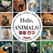 Hello, Animals!: A Bilingual Picture Book to Learn Animal Names and Build Vocabulary in English and Korean by Charlotte Chang