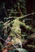 The Time of Falling Apart: Poems by Wendy Donawa