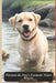 Winston the Dog's Fantastic Water Rescue by Aqeel Ahmed