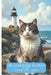 The Lighthouse Keeper's Cat by Aqeel Ahmed