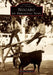 Nogaro en Armagnac Noir by Castagnon Robert
