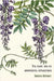 The plant and its ornamental applications by Grasset, Eugène
