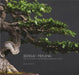 Bonsai - Penjing: The Collections of the Montr?al Botanitcal Garden by Danielle Ouellet