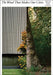 The Wood That Makes Our Cities by Michèle LeLoup, Cyrille Weiner, Jad Hussein