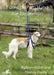 Führe deinen Hund zur Perfektion: Hilf deinem Hund, seine beste Seite zu leben - an der Leine und im Alltag, mit der Tellington TTouch(R) Methode by Robyn Hood