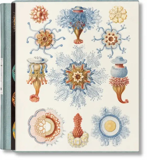 The Art and Science of Ernst Haeckel by Julia Voss, Rainer Willmann