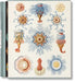 The Art and Science of Ernst Haeckel by Julia Voss, Rainer Willmann