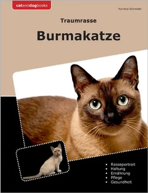 Traumrasse Burmakatze by Schneider, Kornelia