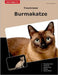 Traumrasse Burmakatze by Schneider, Kornelia