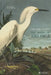 The Birds of America by John James Audubon
