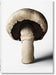 The Gourmand's Mushroom. a Collection of Stories & Recipes by The Gourmand