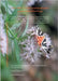 Von der Co-Narzissmuspuppe zum Schmetterling by Eichhammer, Walburga