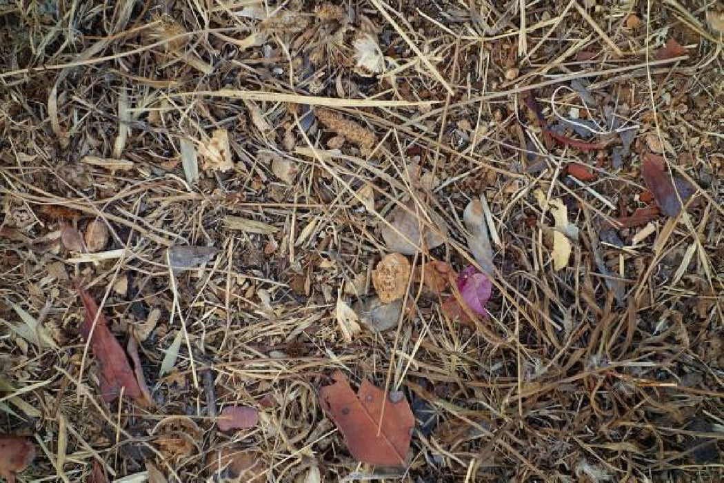 Steingesichter by Jean Willi