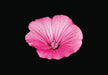 The Blooming Book by Nicolas Meriel