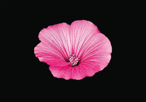 The Blooming Book by Nicolas Meriel