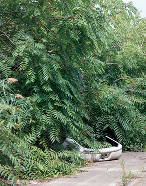 Franziska Klose: Detroit by Franziska Klose