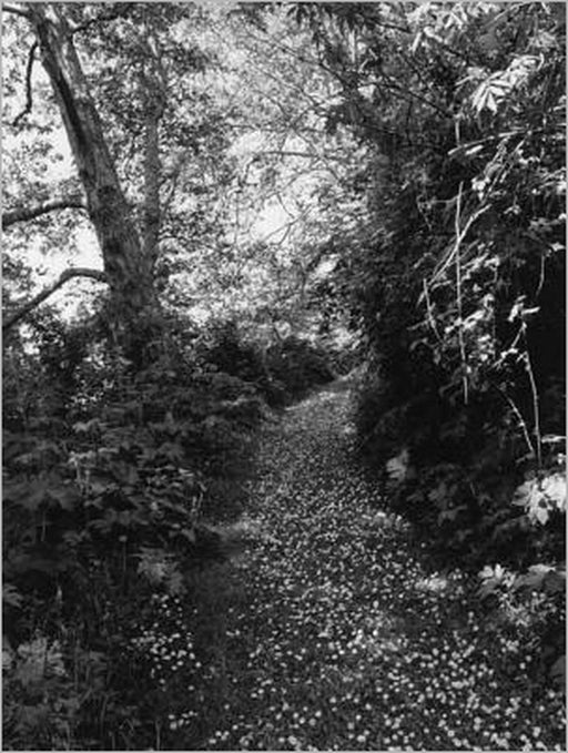 Robert Adams: An Old Forest Road by Robert Adams, Thomas Zander, Henry Thoreau