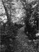 Robert Adams: An Old Forest Road by Robert Adams, Thomas Zander, Henry Thoreau