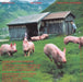 147 Backcovers: Summer Fall Winter Spring: Anzeigen Galerie Bischofberger by Peter Fischli, Hilar Stadler
