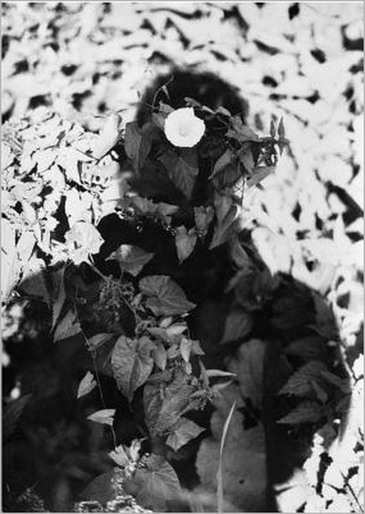 Jochen Lempert: Relación by Jochen Lempert, Miguel Wandschneider, Patrizia Dander