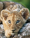 Baby Animals by Michael Poliza