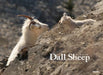 Dall Sheep by Tomohiro Uemura