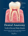 Dental Anatomy Teeth & Beyond Made Simple: Dental Practice for Dentists and Dental Students Great For Review Before Test by Teddy Moore