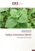 Coleus aromaticus Benth by Maycon Lopes Ferreira