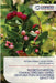 Physico-Chemical Characters and Osmo- Dehydration of Karonda Genotyes by Priyanka Pharad, Shivaji Shinde, Santosh Barkule