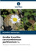 Große Kamille: Leucanthemum parthenium L. by Kaouther Mechergui