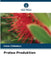 Protea-Produktion by Farai Chihobvu
