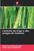 Controlo do trigo e das pragas de insectos by Mohamed Abdel-Raheem, Abeer Saleh Alabdallah