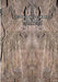 El Secreto Ocultado del III Reich by Francisco Torrent J.